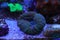 Lobophyllia Brain LPS Coral in reef aquarium tank