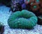 Lobophyllia Brain LPS Coral in reef aquarium tank