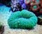 Lobophyllia Brain LPS Coral in reef aquarium tank