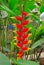 Lobster claw Flower (Heliconia rostrata)