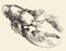 Lobster Crayfish Engraved Illustration Sketch