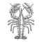 Lobster engraving vector illustration for seafood menu. Hand drawn crustacean in a vintage style.