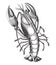 Lobster hand draw vintage engraving style black and white clip art isolated on white background