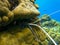 Lobster hides in the coral rocks