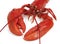 Lobster, homarus gammarus, Boiled Crustacean against White Background
