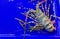 Lobster large size on a tray and container blue with water in ma