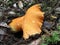 Lobster Mushroom - Hypomyces lactifluorum