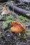 Lobster Mushroom Hypomyces lactifluorum on the floor of temperate forest