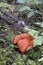 Lobster Mushroom Hypomyces lactifluorum on the forest floor