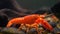 Lobster. Red, orange, brown and yellow lobster walking on rocks in the water, Lobster in water tank at an aquarium. Concept of: Wa