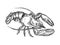 Lobster sea animal engraving vector