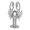 Lobster sea animal sketch engraving vector