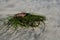 Lobster Tail on Sea Grass Along the Pacific Coast