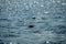 Lobster trap buoy floating on a choppy ocean in the Atlantic Ocean