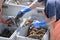 Lobstermen sorting just caught live lobsters on their boat in Ma