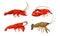 Lobsters with Thick Shell and Strong Chelate Limbs Vector Set