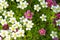 lobularia, alyssum flowers in the flower bed. Decorative plants of the Botanical garden