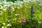 lobularia, alyssum flowers in the flower bed. Decorative plants of the Botanical garden