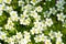 lobularia, alyssum flowers in the flower bed. Decorative plants of the Botanical garden