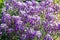 Lobularia blossom with purple lilac small flowers. Garden ornamental flowering plant. Background sunny summer backdrop