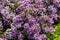 Lobularia blossom with purple lilac small flowers. Garden ornamental flowering plant, garden decoration lawn