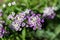 Lobularia blossom with purple white small flowers, close-up. Garden ornamental flowering plant