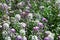 Lobularia is a genus of five species of flowering plants in the