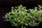 Lobularia maritima or Alyssum maritimum plant with white flower. Flower seedlings, flowers in a pot