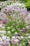 Lobularia maritima blossom garden ornamental flowering plant, garden decoration. Lawn plant with white purple lilac small flowers