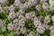 Lobularia maritima blossom Lawn garden plant is used to design borders, flower beds. Background backdrop wallpaper top view