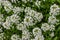 Lobularia maritima garden plant decorate. Lawn plant with white small blossom flowers on the stem. Background backdrop wallpaper