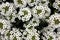 Lobularia maritima, Sweet alyssum