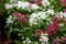 Lobularia maritima Sweet Alyssum Royal Carpet flowers in summer garden