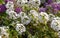 Lobularia maritima (syn. Alyssum maritimum) is sweet alyssum or sweet alison