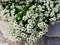 Lobularia `Snow Crystals`,plant in bloom, Zagreb, Croatia