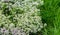 Lobularia Snow Princess Sweet Alyssum.  is a delicate carpet of tiny flowers with a subtle, sweet scent. The low-growing foliage