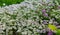 Lobularia Snow Princess Sweet Alyssum.  is a delicate carpet of tiny flowers with a subtle, sweet scent. The low-growing foliage