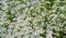 Lobularia Snow Princess Sweet Alyssum.  is a delicate carpet of tiny flowers with a subtle, sweet scent. The low-growing foliage