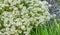 Lobularia Snow Princess Sweet Alyssum.  is a delicate carpet of tiny flowers with a subtle, sweet scent. The low-growing foliage