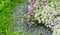 Lobularia Snow Princess Sweet Alyssum.  is a delicate carpet of tiny flowers with a subtle, sweet scent. The low-growing foliage