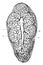 Lobule of Thymus Gland, vintage illustration