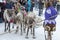 Local aborigines - Khanty, ride children on a reindeer sleigh of three deer, sleigh, winter, â€œSeeing off winterâ€ festival