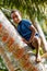 Local boy climbing palm tree in Lavena village, Taveuni Island,
