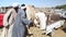 Local camel salesmen on Camel market loading camels to trucks.