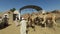 Local camel salesmen on Camel market using stick to control them.