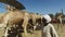 Local camel salesmen on Camel market using stick to control them.