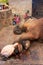 Local caretaker cleaning elephant\'s foot at small elephant quarters