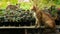 Local Cat and The Visiting Cat Sat on The Cactus Table