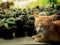 Local Cat and The Visiting Cat Sat on The Cactus Table