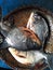Local chandafish, Caribe, Piraya,  Piranha, also called caribe or piraya,
